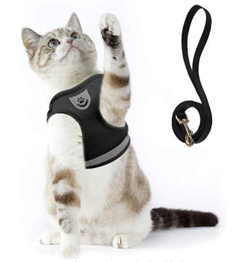 Pet accessory: adjustable, comfortable cat harness and leash for walks.