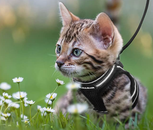 Reflective cat harness & leash set for secure, comfortable outdoor adventures.