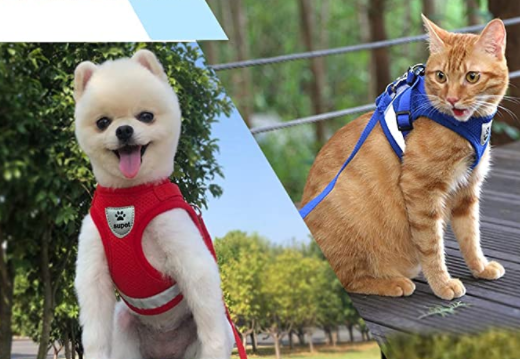 Comfortable, escape-proof cat harness and leash for stress-free outdoor training.