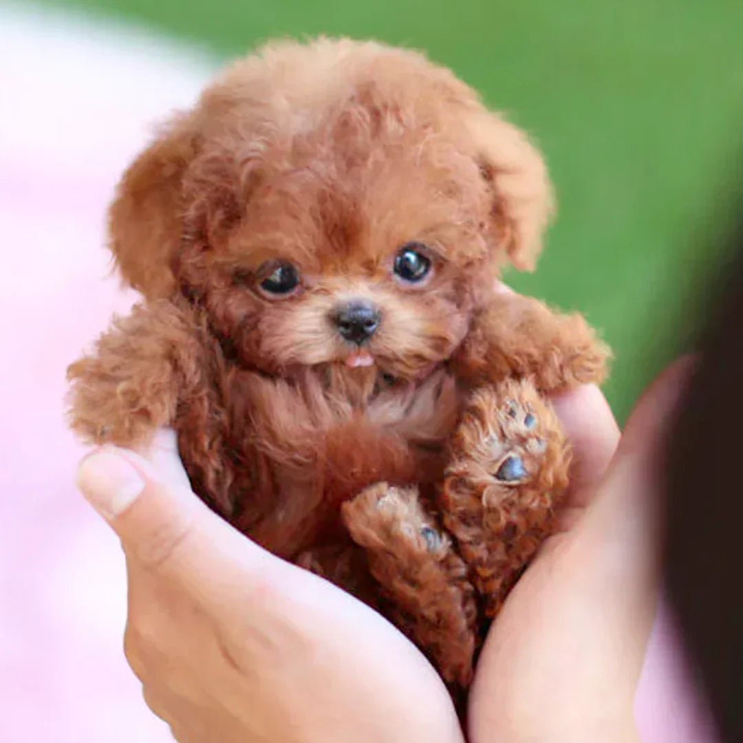 Brown and white realistic plush puppy toy for kids and adults, lifelike features, super-soft fur, ideal cuddly companion.