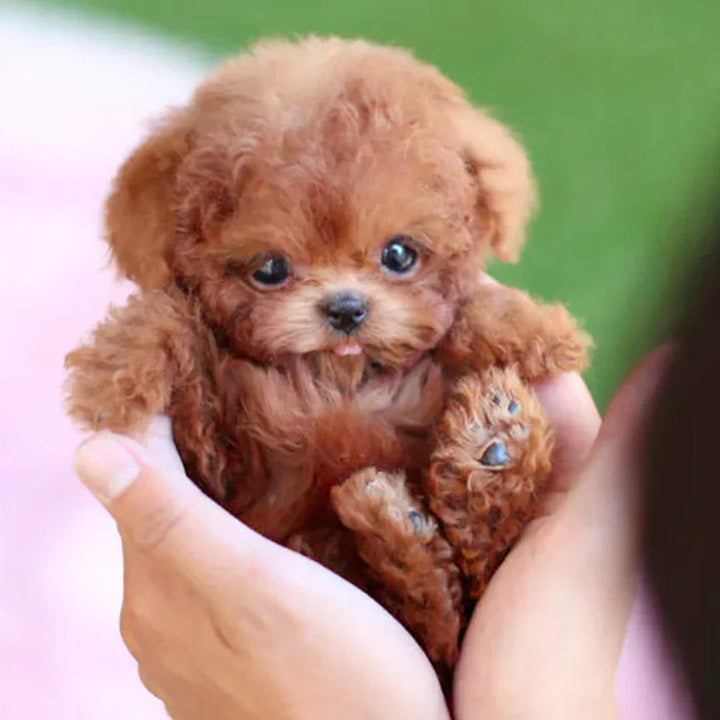 Brown and white realistic plush puppy toy for kids and adults, lifelike features, super-soft fur, ideal cuddly companion.
