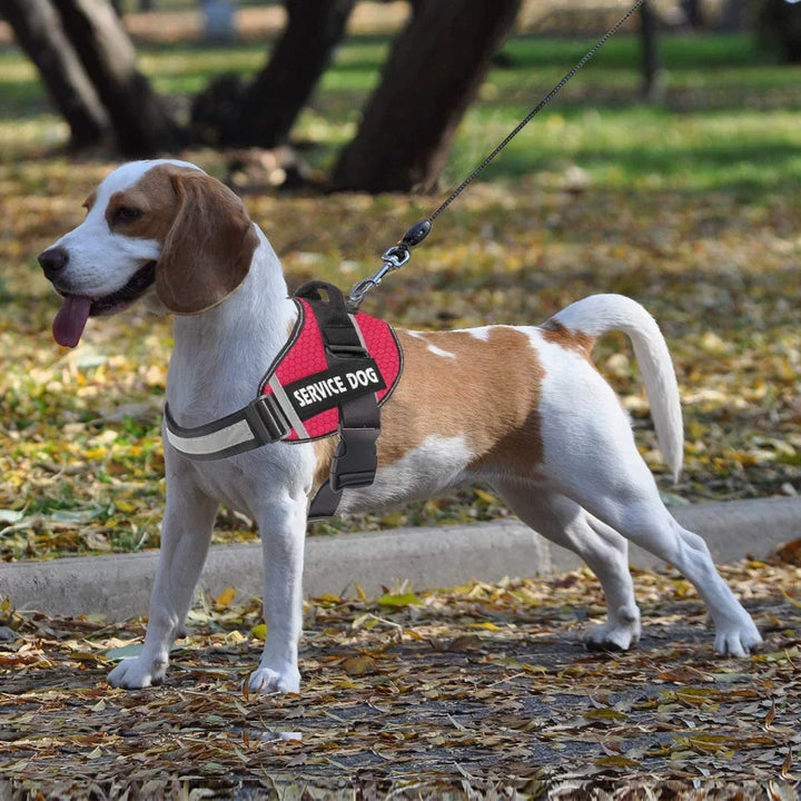 Personalised No-Pull Reflective Dog Harness for Safe Walks