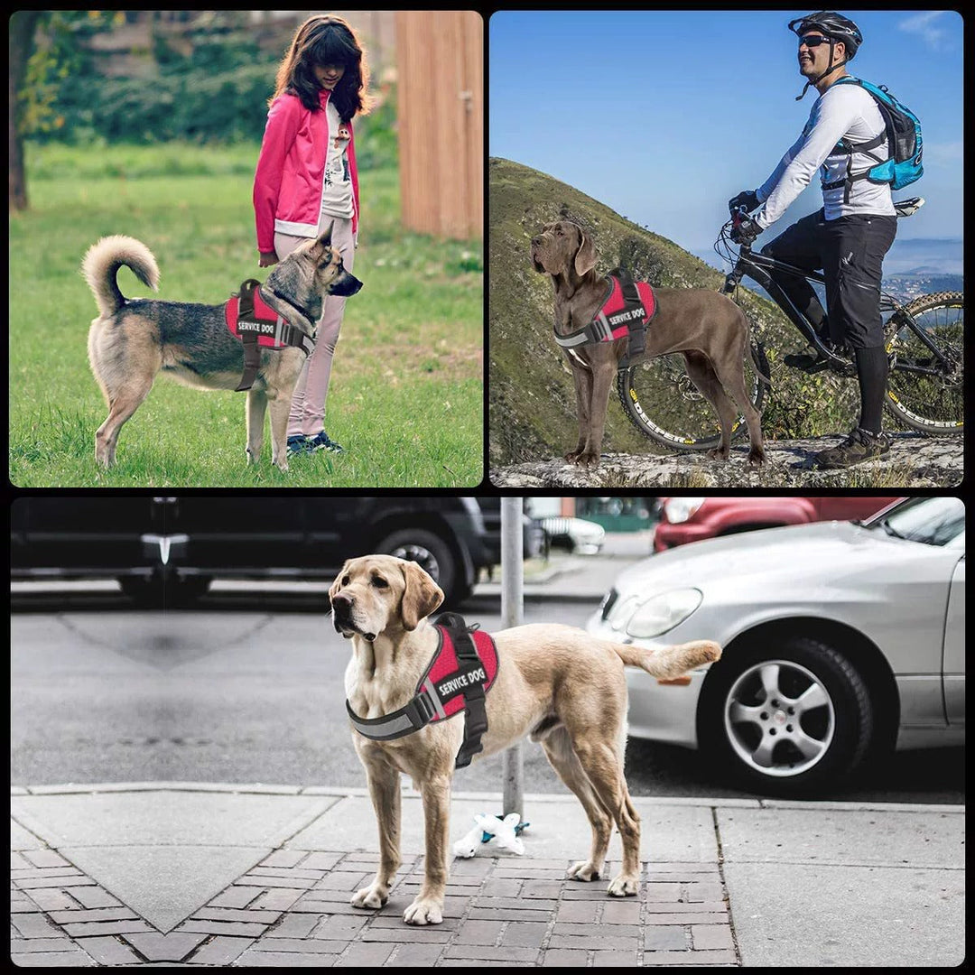 Personalised No-Pull Reflective Dog Harness for Safe Walks