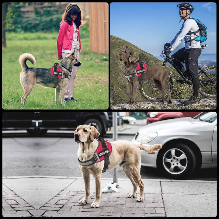 Personalised No-Pull Reflective Dog Harness for Safe Walks